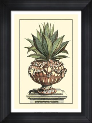 Framed Antique Munting Aloe IV Print
