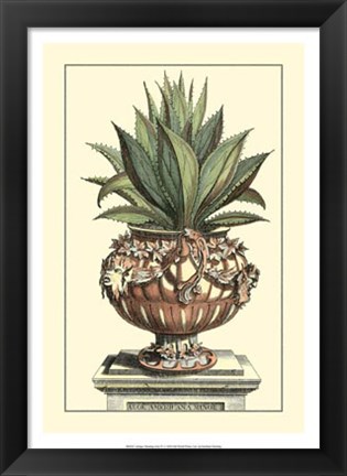 Framed Antique Munting Aloe IV Print