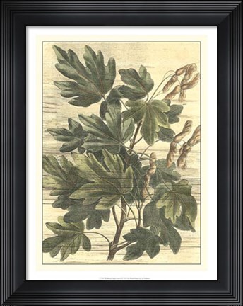 Framed Weathered Maple Leaves I Print