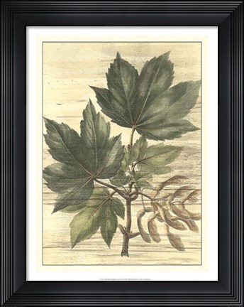 Framed Weathered Maple Leaves II Print