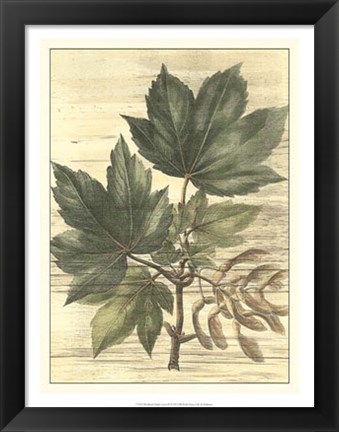 Framed Weathered Maple Leaves II Print
