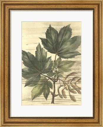 Framed Weathered Maple Leaves II Print