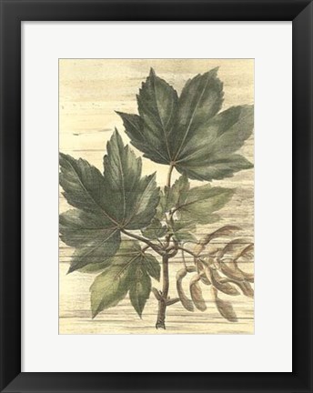 Framed Weathered Maple Leaves II Print