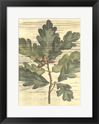 Framed Weathered Oak Leaves I Print