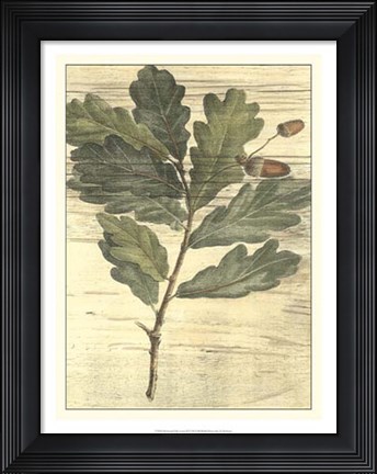 Framed Weathered Oak Leaves II Print