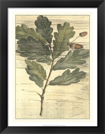 Framed Weathered Oak Leaves II Print