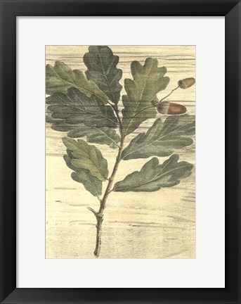 Framed Weathered Oak Leaves II Print