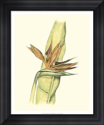 Framed Elegant Tropics I Print