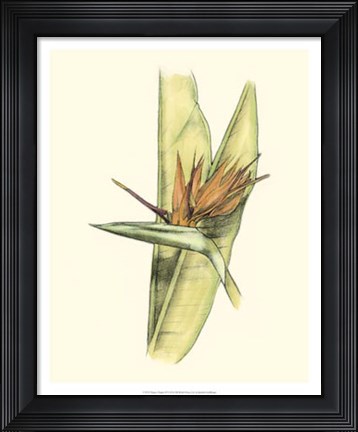 Framed Elegant Tropics II Print