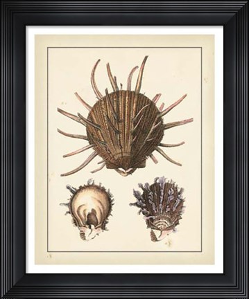 Framed Antique Diderot Shells I Print