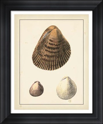 Framed Antique Diderot Shells II Print