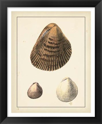 Framed Antique Diderot Shells II Print