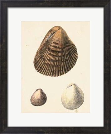 Framed Antique Diderot Shells II Print