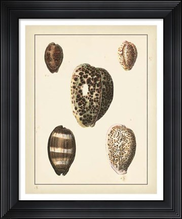 Framed Antique Diderot Shells III Print
