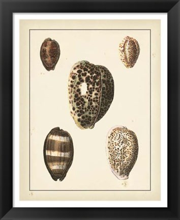 Framed Antique Diderot Shells III Print