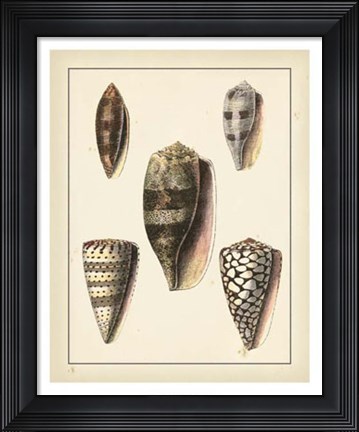 Framed Antique Diderot Shells IV Print