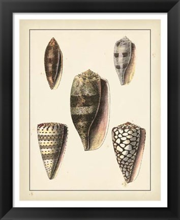 Framed Antique Diderot Shells IV Print