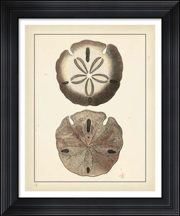 Framed Antique Diderot Shells V Print