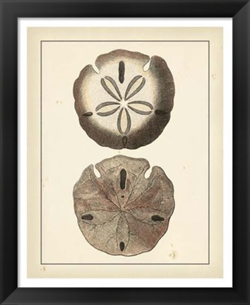 Framed Antique Diderot Shells V Print
