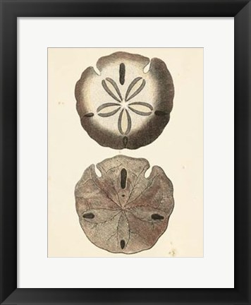 Framed Antique Diderot Shells V Print