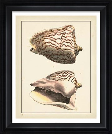 Framed Antique Diderot Shells VI Print