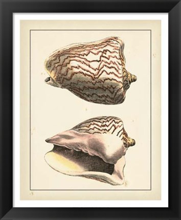 Framed Antique Diderot Shells VI Print