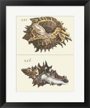 Framed Seashell Menagerie I Print