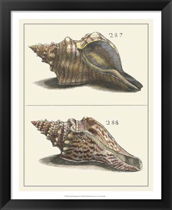 Framed Seashell Menagerie II Print