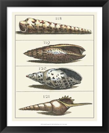 Framed Seashell Menagerie III Print