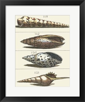 Framed Seashell Menagerie III Print