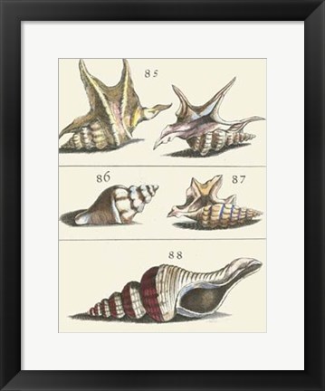 Framed Seashell Menagerie IV Print