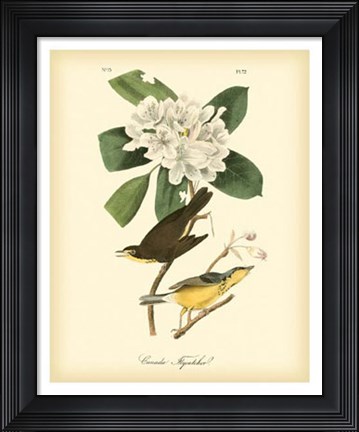Framed Canada Flycatcher Print