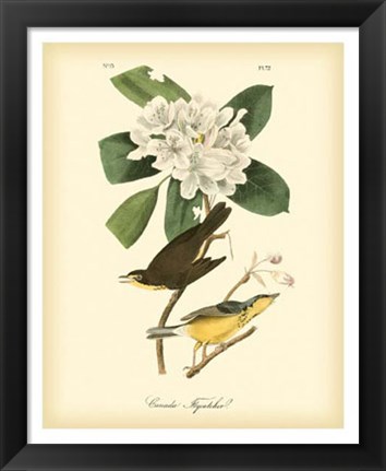 Framed Canada Flycatcher Print