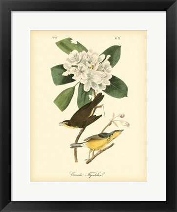 Framed Canada Flycatcher Print