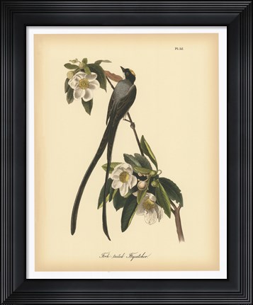 Framed Fork-tailed Flycatcher Print