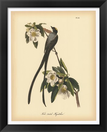 Framed Fork-tailed Flycatcher Print