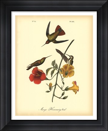 Framed Mango Hummingbird Print