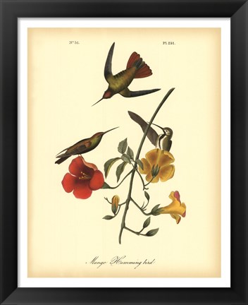 Framed Mango Hummingbird Print