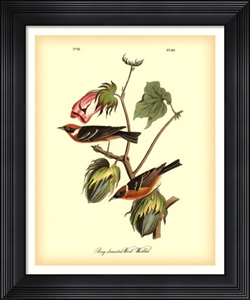 Framed Bay Breasted Wood-Warbler Print