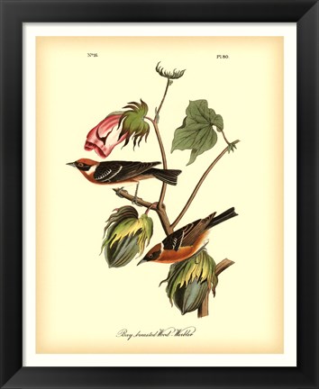 Framed Bay Breasted Wood-Warbler Print