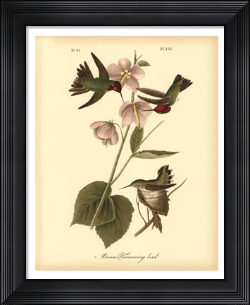 Framed Anna Hummingbird Print