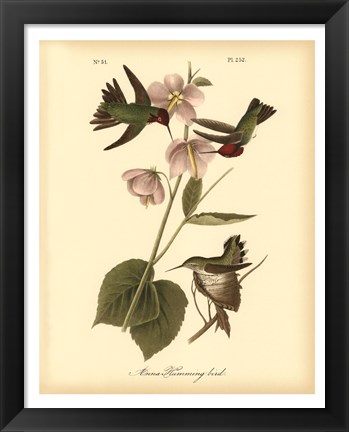 Framed Anna Hummingbird Print