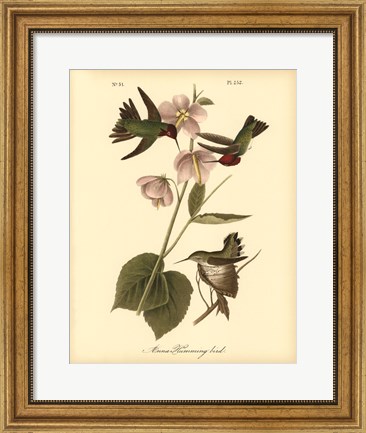 Framed Anna Hummingbird Print