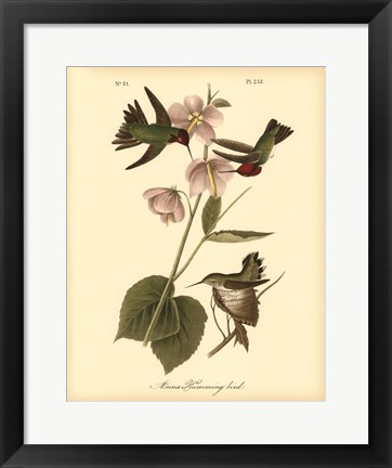 Framed Anna Hummingbird Print