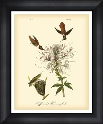 Framed Ruff-neck Hummingbird Print