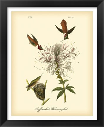 Framed Ruff-neck Hummingbird Print