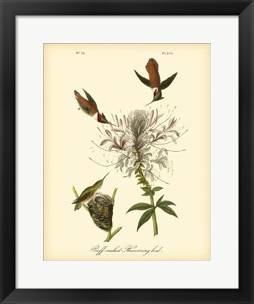 Framed Ruff-neck Hummingbird Print