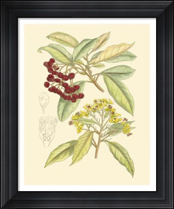 Framed Berries &amp; Blossoms I Print