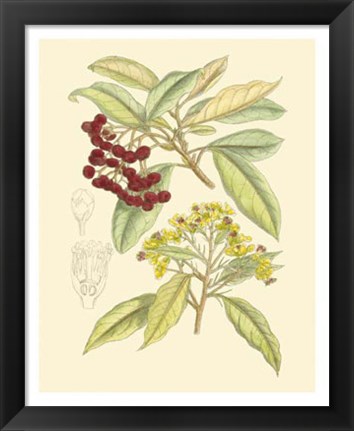 Framed Berries &amp; Blossoms I Print