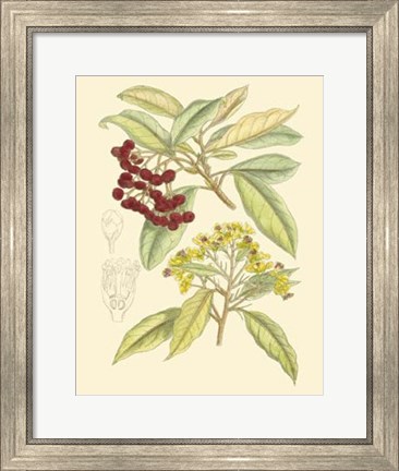 Framed Berries &amp; Blossoms I Print